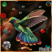 El colibrí animoitu GIF