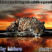 gatto isidoro - GIF animé gratuit