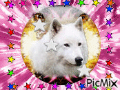 Loup Blanc Animated GIF