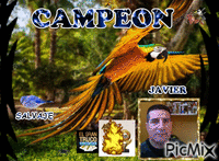 CAMPEON - 免费动画 GIF