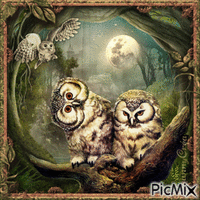 Owl fantasy