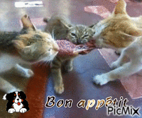 bon appétit les chats GIF animado