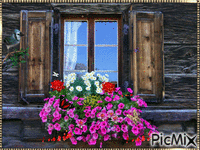 Flores en la ventna - 免费动画 GIF