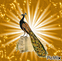 peacock - Gratis animerad GIF