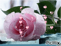 Rosa - Gratis animerad GIF