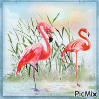 Flamingos animowany gif