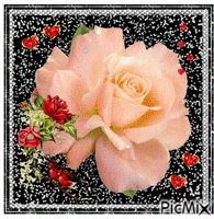 Pink yellow rose animēts GIF