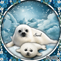 Seal-RM-05-16-24 - Free animated GIF