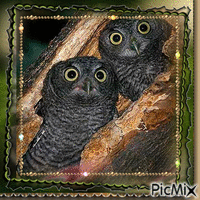 Black owls - GIF animasi gratis