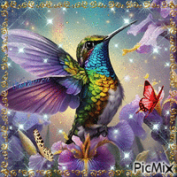 Kolibri animerad GIF