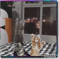 El gato y el espejo animasyonlu GIF