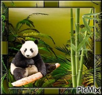 joli panda - gratis png