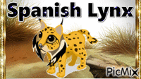 Spanish Lynx - GIF เคลื่อนไหวฟรี
