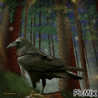 Night crow - GIF animasi gratis