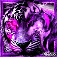 Tigre et loup animerad GIF