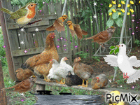 мои птицы - Darmowy animowany GIF