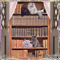 Cats sleeping in a library - Бесплатни анимирани ГИФ