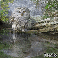 Owl at Water GIF animado