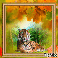 Tiger - Kostenlose animierte GIFs