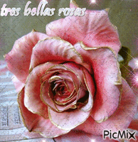 tres bellas rosas - Free animated GIF