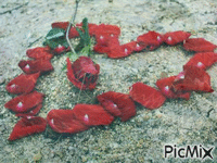 corço de flores - Gratis geanimeerde GIF