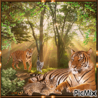 Le tigre et le chat - Free animated GIF