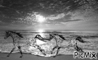 Cavalli al mare - Ingyenes animált GIF