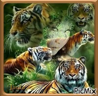 Les tigres - Gratis geanimeerde GIF