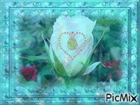 rose blanche Animated GIF