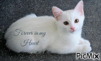 Forever in my heart animovaný GIF