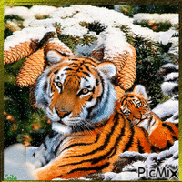 Tiger mother and baby - Free animated GIF