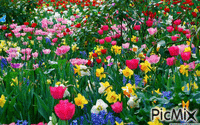 Spring Flowers - Бесплатни анимирани ГИФ