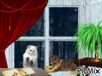 chats animovaný GIF