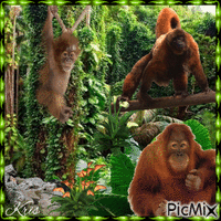 Famille d'orangs-outans