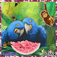 perroquets amoureux - GIF animé gratuit