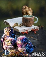 owls анимиран GIF