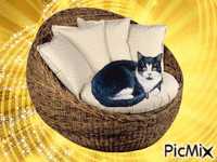 une vie de chat - GIF animado gratis