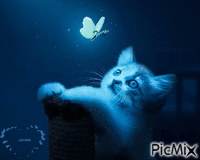 Cat and butterfly 🦋 - GIF animé gratuit