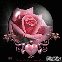 rose rose - Bezmaksas animēts GIF
