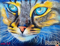 chat bleu - GIF animé gratuit