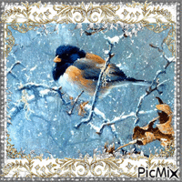Winter Bird - GIF animé gratuit