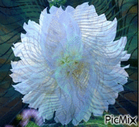 FLORES Animated GIF