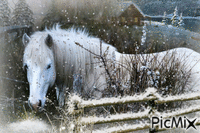 Cheval blanc - Darmowy animowany GIF
