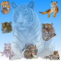 tigres GIF animata