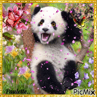 panda - GIF เคลื่อนไหวฟรี