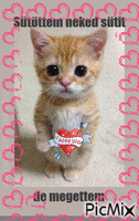sweet cat - Безплатен анимиран GIF