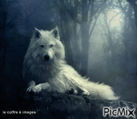 Le loup blanc - Free animated GIF