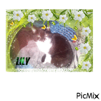 Chat lily анимиран GIF