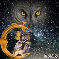 fantasy owl animowany gif