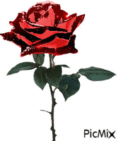 róża - Animovaný GIF zadarmo